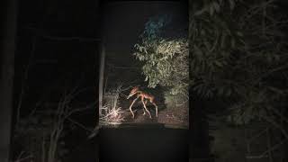 Кто такой Лесной Друг #trevorhenderson