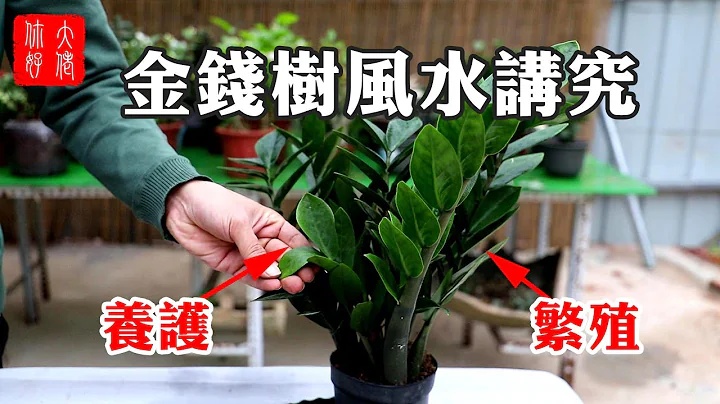 【植物风水】金钱树摆放风水讲究，金钱树养护、繁殖方法，教妳养好旺财运! - 天天要闻