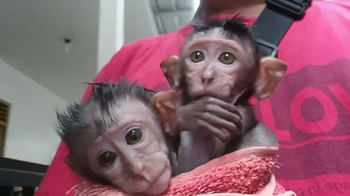 Baby Monkeys Donna and Donnie After Bath