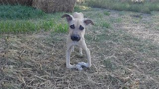 He Abandoned with Bent Legs, What Chance For Him? by DogLife 289 views 2 years ago 9 minutes, 42 seconds