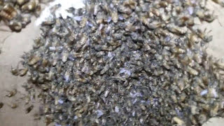 Pengambilan Madu di hutan | Ngala nyiruan pake tangan