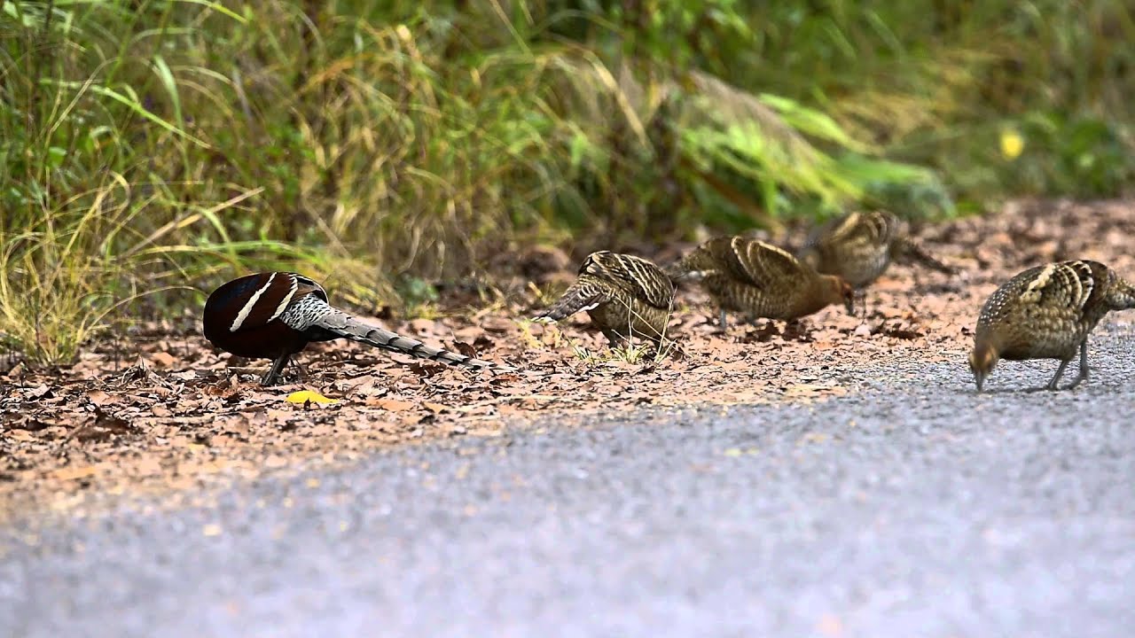 ไก่ฟ้าหางลายขวาง(Mrs Hume′s Pheasant) 