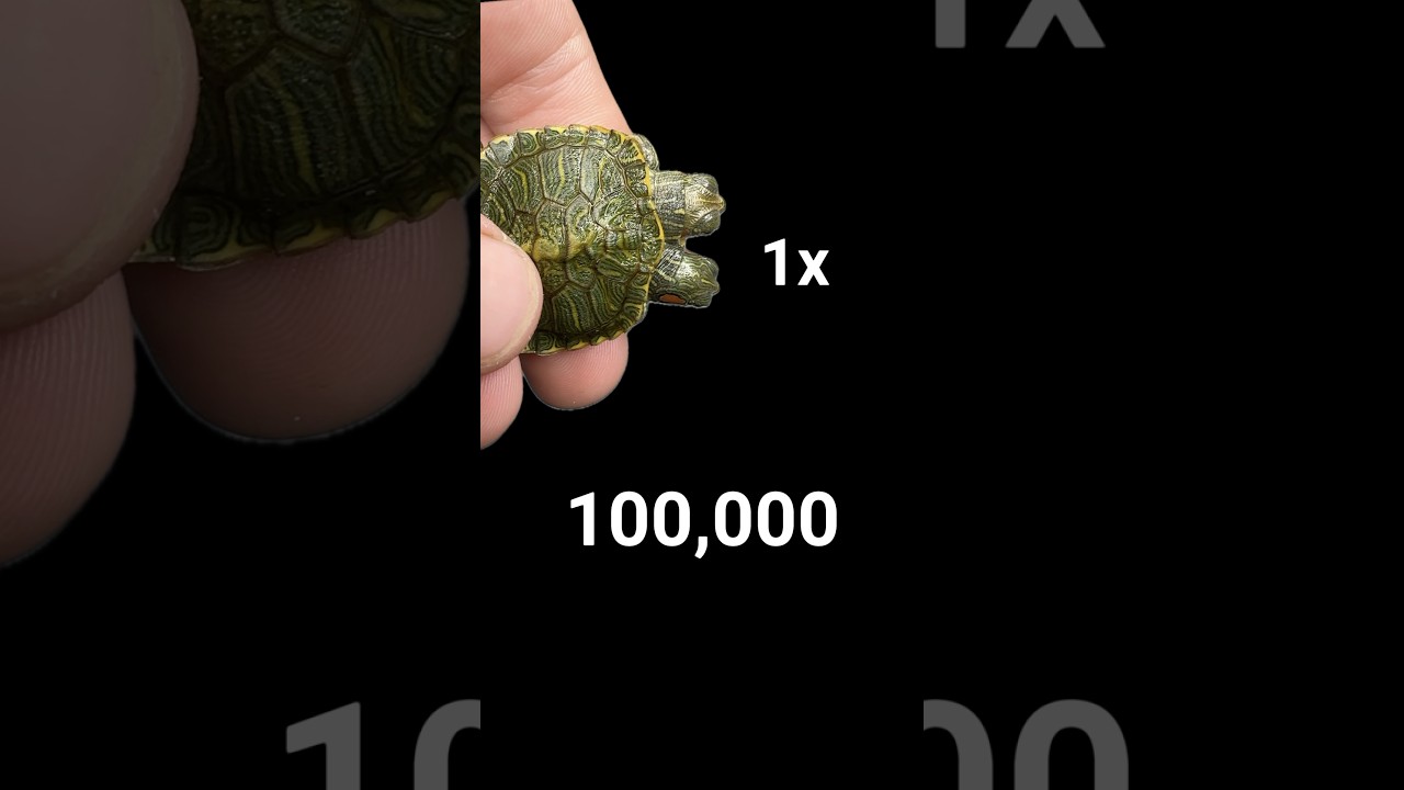 トーレス　2頭 How Rare are Two Headed Turtle⁉️ - YouTube