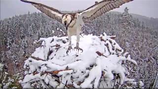 Snow on Osprey's Nest