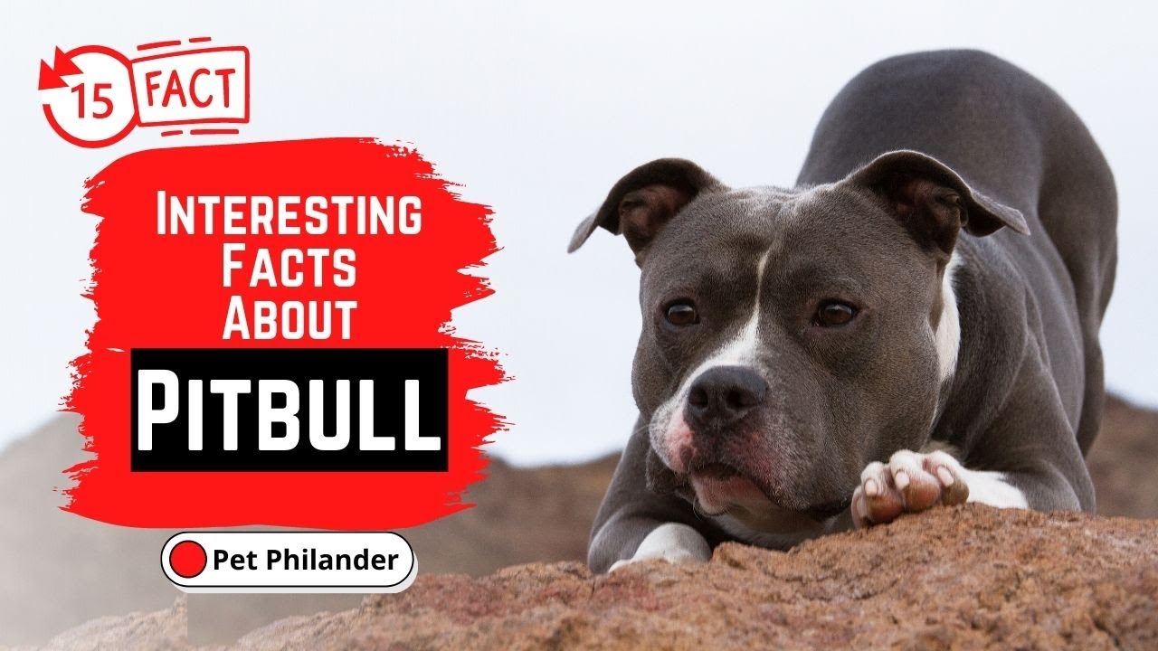 15 Interesting Pitbull Facts That You Never Knew About - YouTube