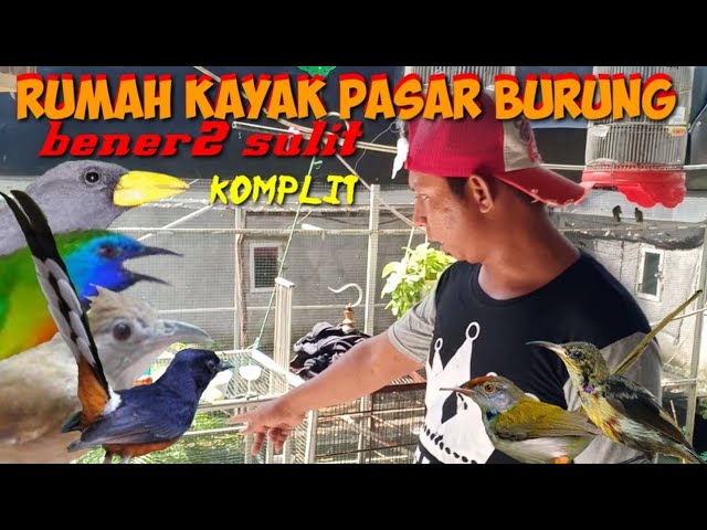 Edan 80 Ekor Burung Di Pelihara Sampe Kualahan class=