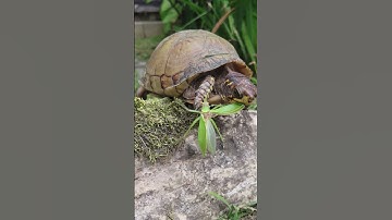 Turtle Slips and Falls Into Pond While Trying to Eat Grasshopper - 1421602