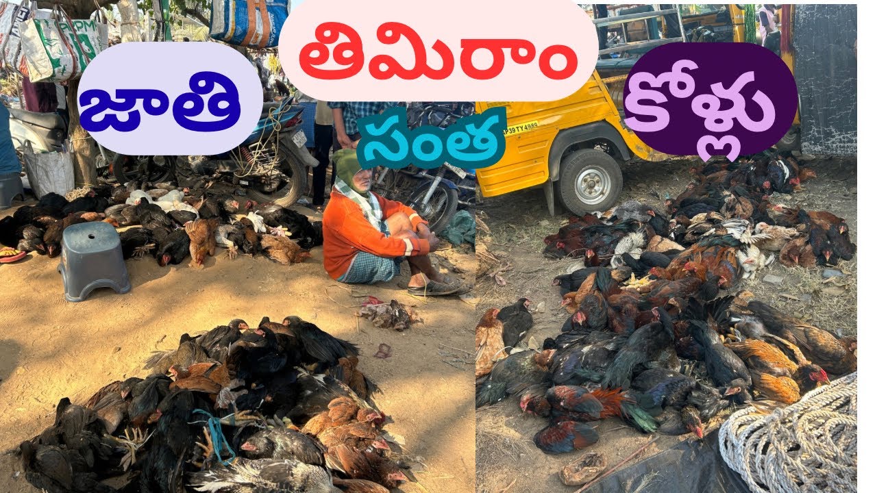 తిమిరాం నాటు కోడి సంత 