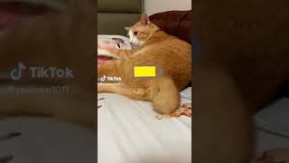 Kucing Dicas Mengisi Baterai Lalu Hidup Lompat Kucing Tinggi😃😂