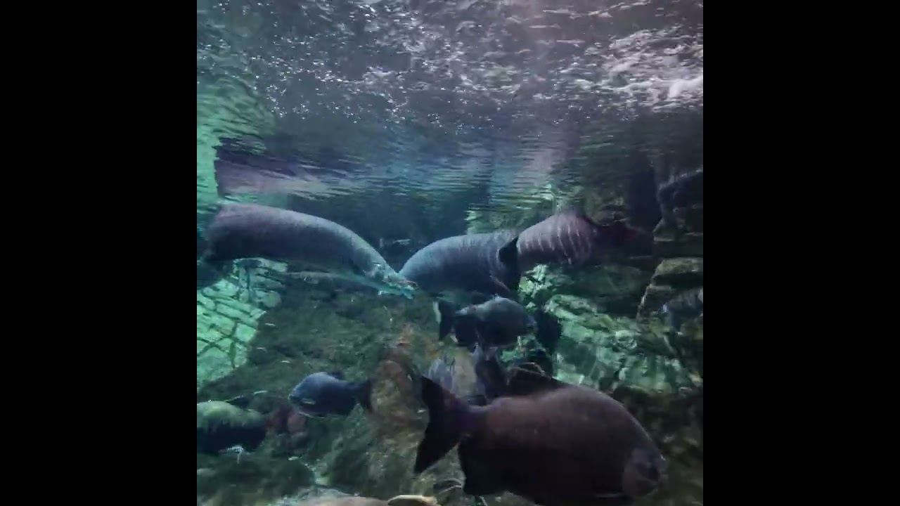 Family Holiday - Aquarium