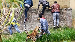 When Animals Go On A Rampage And Got Caught On Camera ! by Novella 109,129 views 3 months ago 10 minutes, 2 seconds