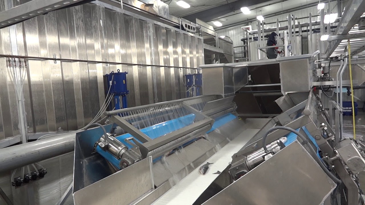 RYCO ROLLER FISH GRADER - Роликовый сортировщик лосося RYCO