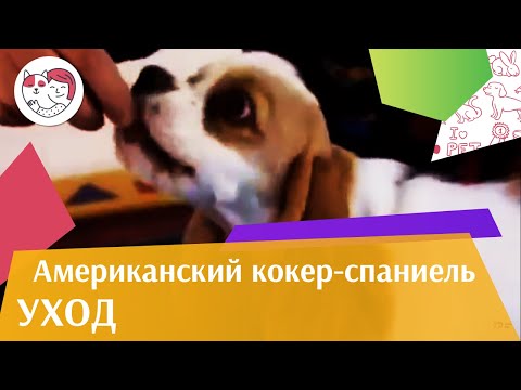 Американский кокер спаниель   Уход  и содержание на iLikePet