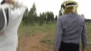 Expert Advice: If Attacked by Bees