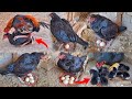 Black hen 5 laying eggs  hen 5 chicks hatched  beautiful and colorful chicks came out  hen baby