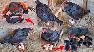 Black Hen 5 laying eggs || Hen 5 chicks hatched | Beautiful and colorful chicks came out || Hen Baby