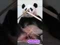 かわいさMAXのジャイアントパンダ #Shorts #アドベンチャーワールド