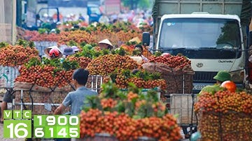 Trên 6,4 ngàn tấn quả vải xuất qua cửa khẩu Lào Cai | VTC16