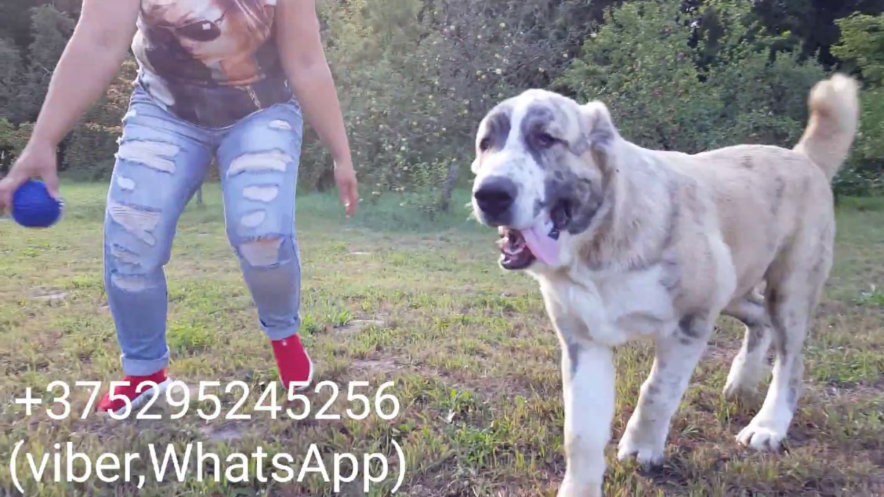 FOR SALE!!!! THE GIANT PUPPY MALE ALABAI 5 months 56 kg !!!!! Продажа