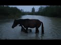 how the foal drowns.| Спасение жеребёнка