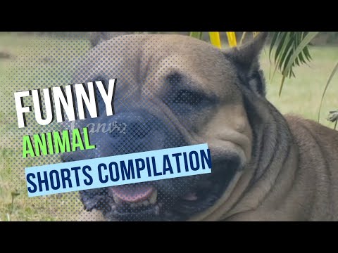 Goofy ANIMAL ShOrts Compilation #florida #funny #dad #dadjokes #animals #cute #dog #cuteanimals #fyp