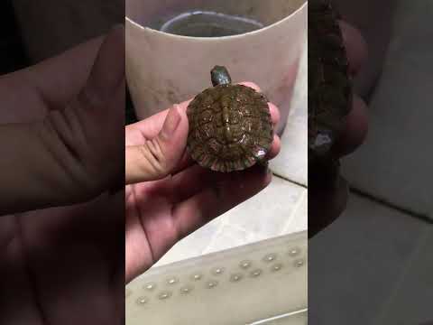 Video: Châu Âu Pond Turtle