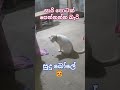 සුදු බෝලෙ අම්මිගෙ සාරි පොටත් එක්ක සෙල්ලම් කරනවා..😻😻🤣🤣 #funnykittens #funny