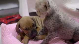 Baby Cheetah Meets Puppy Pal