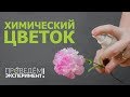 Химический цветок. Проведём эксперимент! №27