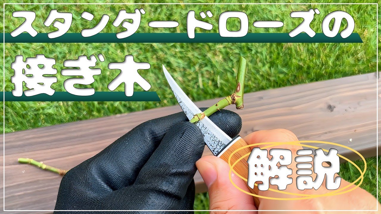 【マニアック注意】スタンダードローズの接ぎ木を自分でやってみた！