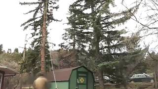 Top-Down Speedline Removal of a CO Blue Spruce (Hi-Speed Timelapse)