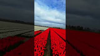 Blokzijl in full bloom! 🎨🚁 The polder is a giant painting. Have you seen the tulips yet? 🌷