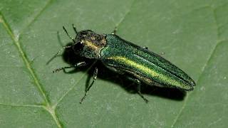 Golf Green Lawn Care - Save Your Trees from the Emerald Ash Borer