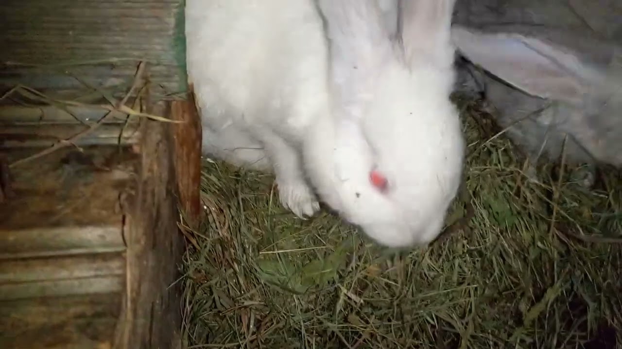 Вечірнє годуваня кроликіл 🐰🐇
