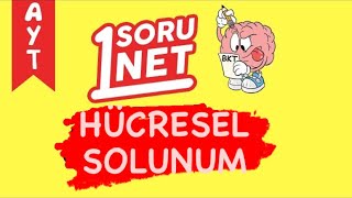 Hücresel Solunum1842 Ayt Biyoloji