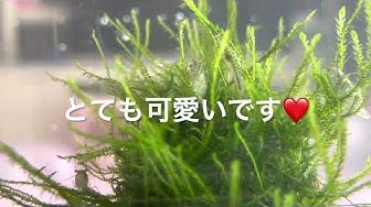 ウィローモス Youtube