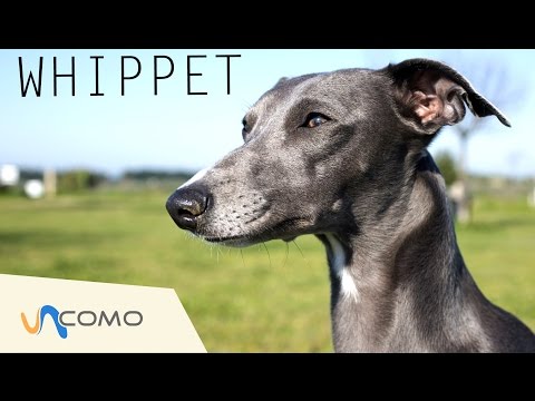El perro Whippet Whippet. Origen, Características, Alimentación, Cuidados Y Curiosidades