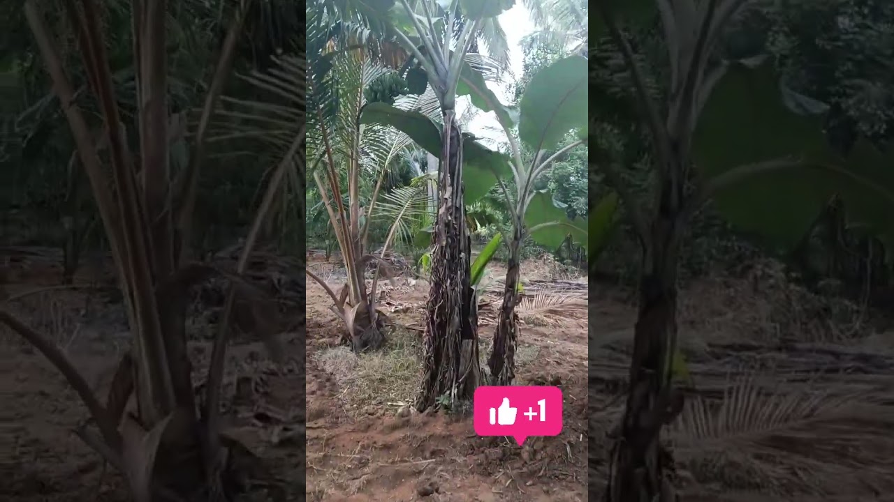 எங்க ஊரு ஊரணி நெறஞ்சு போகுது