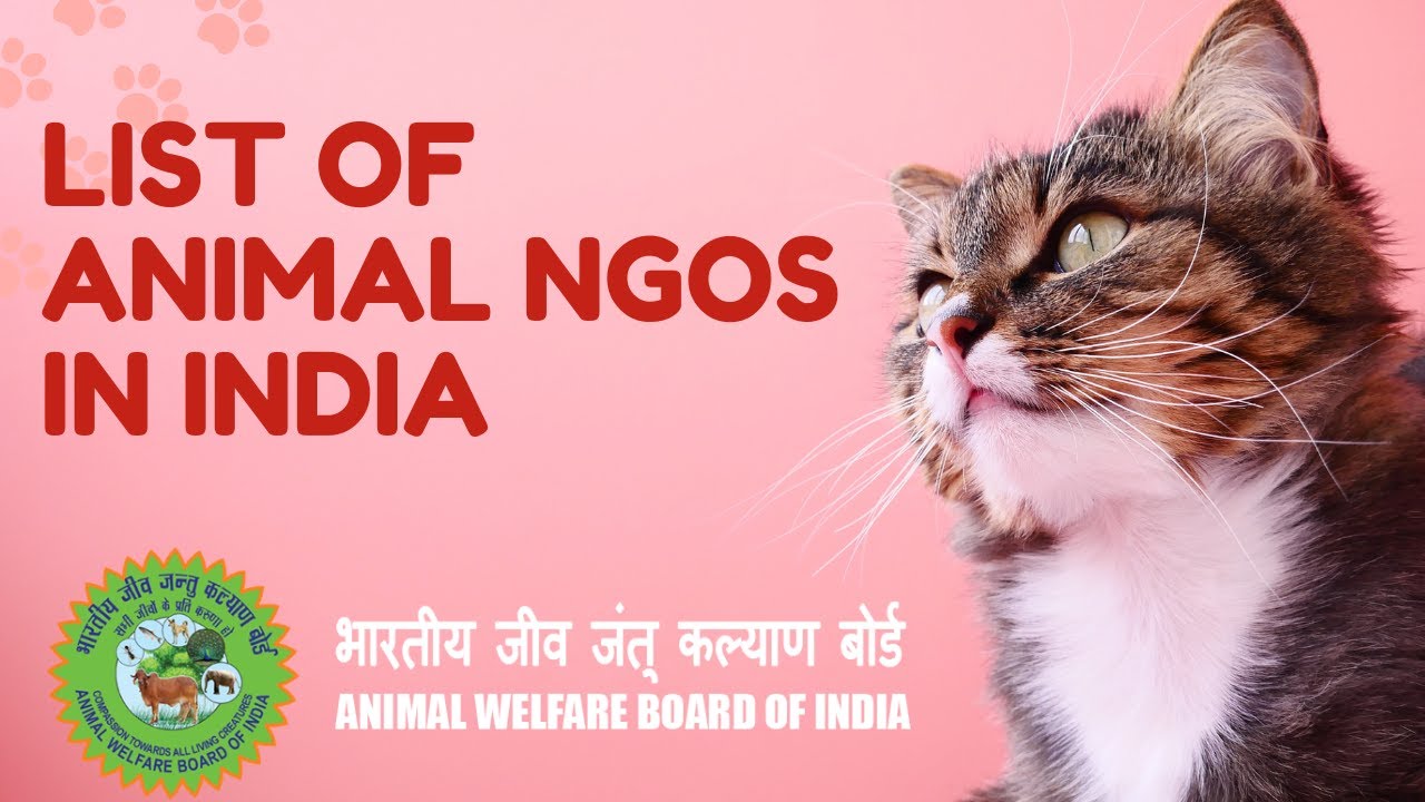 List of NGO helping stray animals in India | Updated 10/10/20 - YouTube