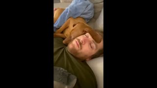 Dog’s Ear Stretched Over Owner’s Face as They Sleep Side by Side