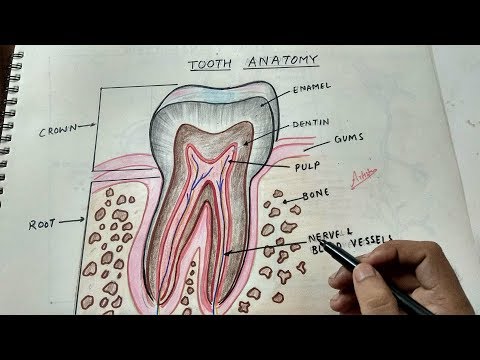how to draw teeth anatomy