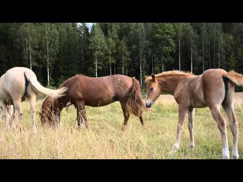 Video: Tanssivien suihkulähteiden sirkus 