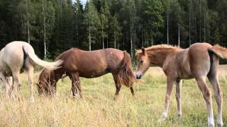 HEVOSIA. Hevosvarsat laitumelle. Horses on pasture.