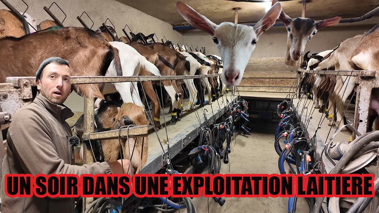 UN SOIR DANS UNE FERME DE CHEVRES LAITIERES EN FRANCE - Seb-Agri