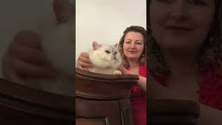 Our big boy Lionsheart Theodore. Lionsheart British Shorthair Chinchilla.The Cheshire Cat, by Lionsheart Cattery 190 views 1 year ago 1 minute, 8 seconds