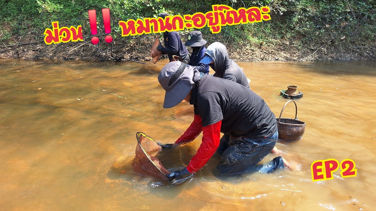 ทั่งหมาน‼️ทั่งม่วน  ปลารากกล้วย มีแต่โตงามๆ EP2...16ก.พ.69