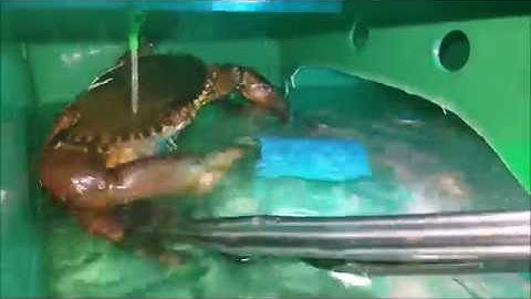 Size Comparison of mud Crab in Crab Box!