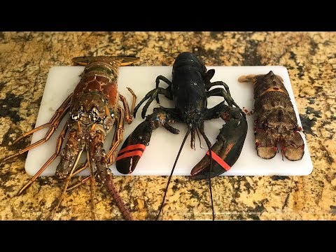 Video: Which Tastes Better: Lobster Or Lobster