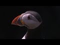 Cynefin: The land or place where a person belongs (Puffin Island)