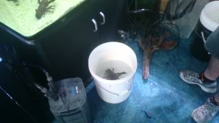 Removing parasites from a monster yabby